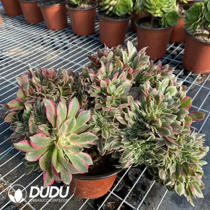 Aeonium Godness Cristata-8 - Image 3