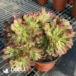 Aeonium Godness Cristata-11 - Image 3