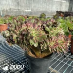 Aeonium Athena Cristata-11 - Image 3