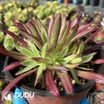 Aeonium Peacock Variegated Clustering - Image 3