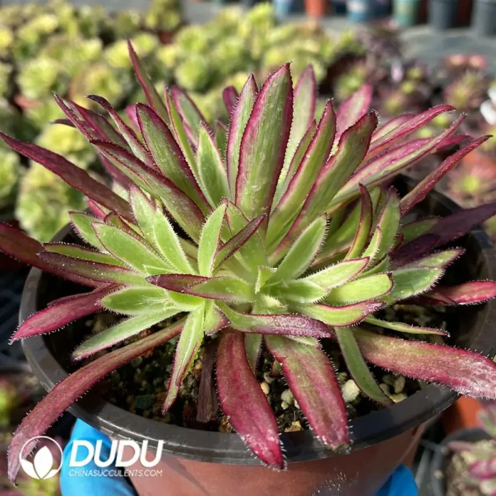 Aeonium Peacock Variegated Clustering - Image 3