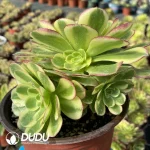 140MM Aeonium Halloween White Variegated Clustering - Image 3