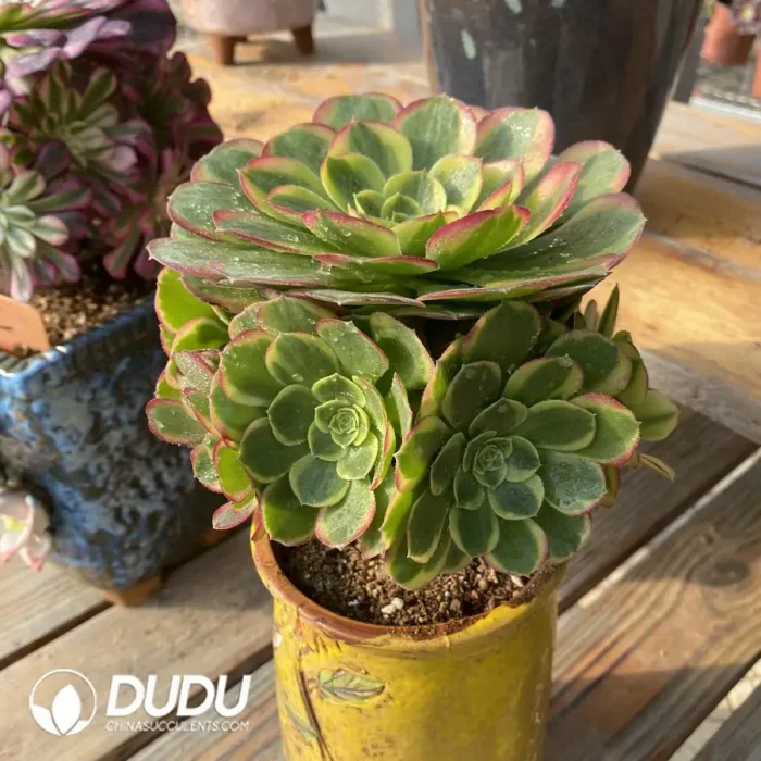 Zamioculcas zamiifolia 'Dowon' - Image 3