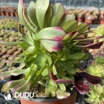Aeonium Zhurong Clustering - Image 3