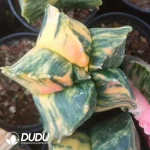 Astrophytum myriostigma Lem.Variegated (seed born) - Image 3