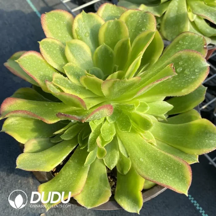 Aeonium Qingmeng Cluster - Image 3