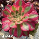 Aeonium Halloween Silky Grafted Pink Witch No.2 - Image 3