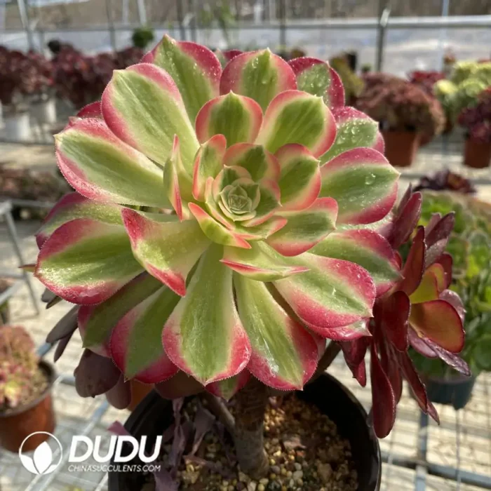 Aeonium European Purple Grafted Pink Witch No.1 - Image 3