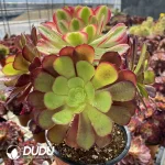 Aeonium European Purple Grafted Pink Witch No.2 - Image 3