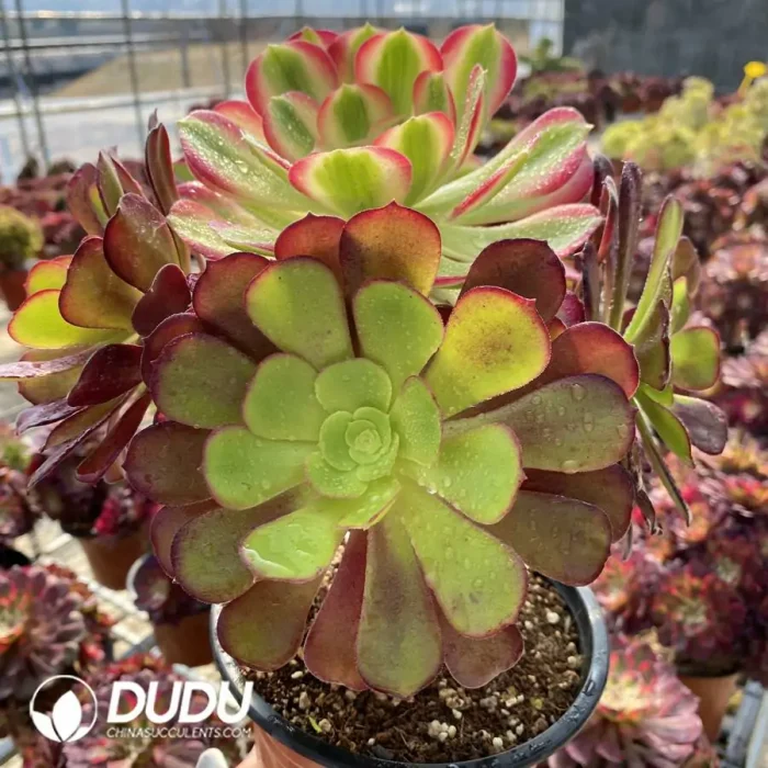 Aeonium European Purple Grafted Pink Witch No.2 - Image 3