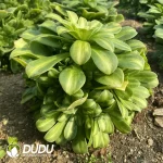 Aeonium Emerald Glaze Clustering(Selected) - Image 3