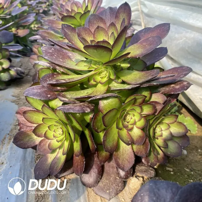 Aeonium Black Widow Clustering - Image 3