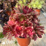 Aeonium Goddess Clustering - Image 3