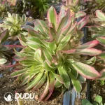 Aeonium Godness Clustering - Image 3