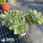 Aeonium Undulatum var. Cristata-7 - Image 3