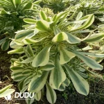 Aeonium Brandy/Porsche Clustering - Image 3