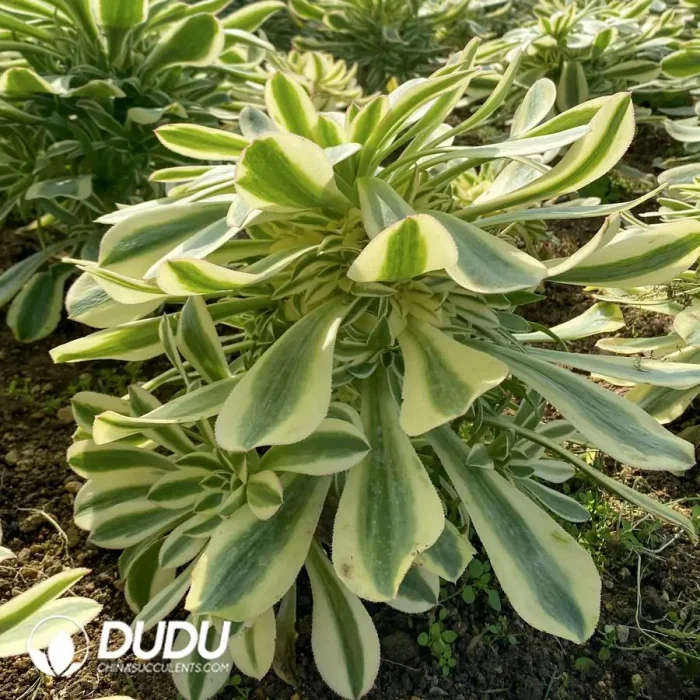 Aeonium Brandy/Porsche Clustering - Image 3