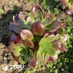 Aeonium Romantic Rose Clustering - Image 3