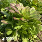 Aeonium Pink Witch Mediopicta Variegated Clustering - Image 3