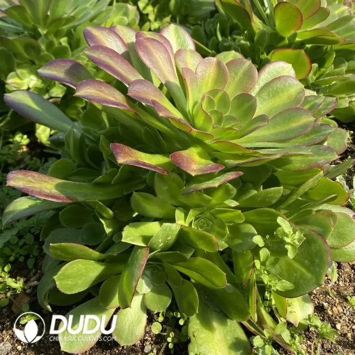 Aeonium Pink Witch Mediopicta Variegated Clustering - Image 3