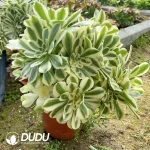 Aeonium Green Green Bean Paste Clustering - Image 3