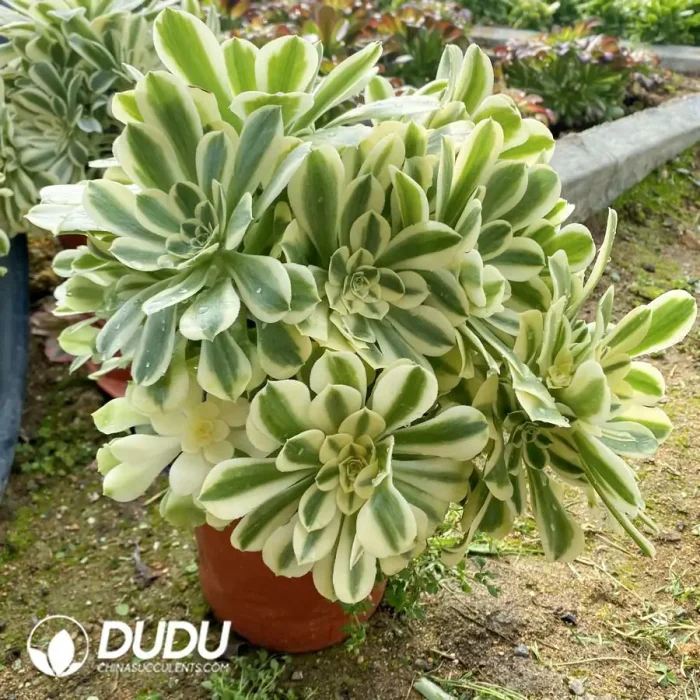 Aeonium Green Green Bean Paste Clustering - Image 3