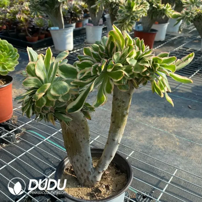 Aeonium Undulatum Cristata NO.1 - Image 3