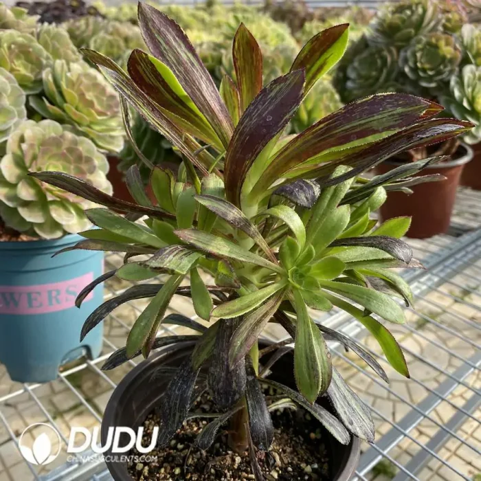 Aeonium Ink painting Clustering - Image 3