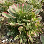 Aeonium Demon Moon Clustering - Image 3