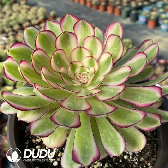 Aeonium Sweet Pomegranate - Image 3