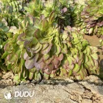 Aeonium Halloween Cristata - Image 3