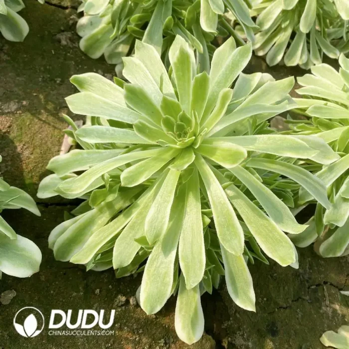 Aeonium Pink Venus Cluster - Image 3