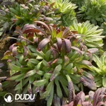 Aeonium Zwartkop Cluster - Image 3