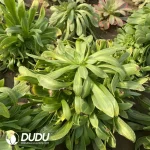 Aeonium Biluochun Cluster - Image 3