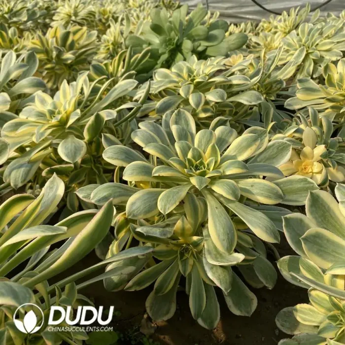 Aeonium Brilliant Cluster - Image 3