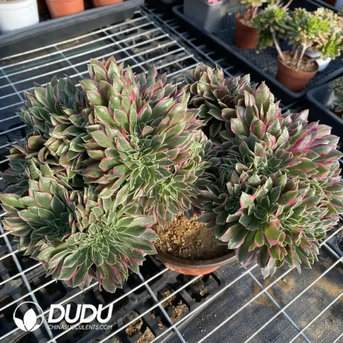 Aeonium Godness Cristata-3 - Image 4