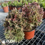 Aeonium Godness Cristata-5 - Image 4