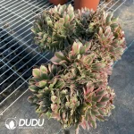 Aeonium Godness Cristata-6 - Image 4