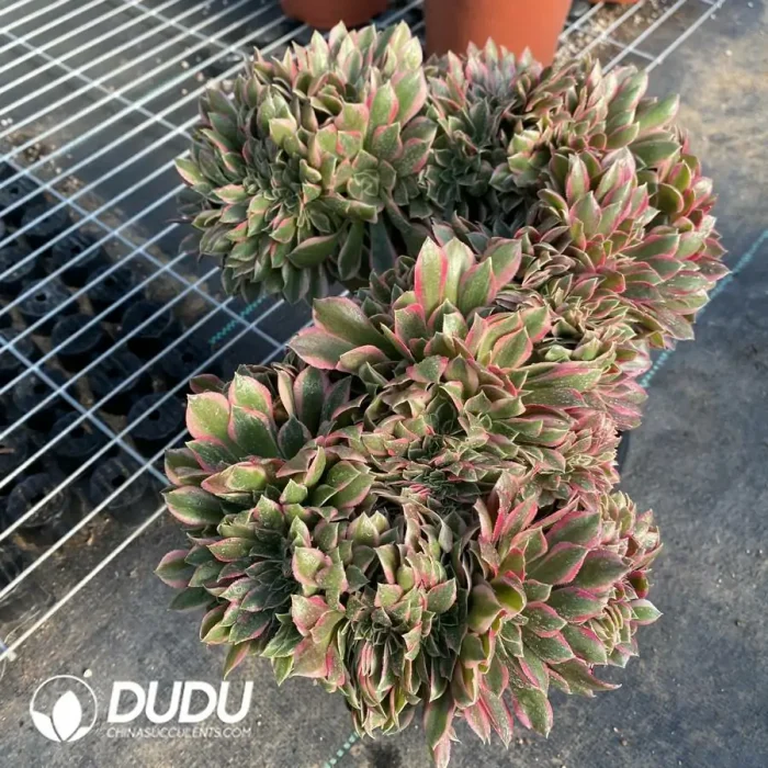 Aeonium Godness Cristata-6 - Image 4