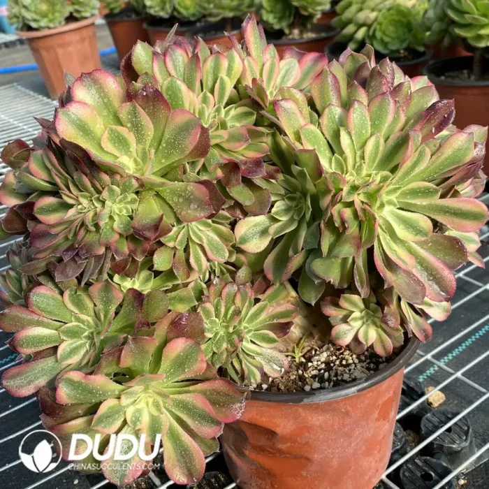 Aeonium Godness Cristata-11 - Image 4