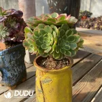 Zamioculcas zamiifolia 'Dowon' - Image 4