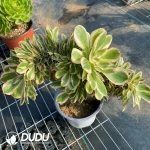 Aeonium Undulatum Cristata NO.4 - Image 4