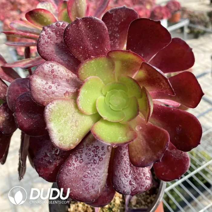 Aeonium European Purple Grafted Ou Jiali - Image 4