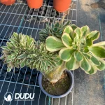 Aeonium Undulatum var. Cristata-7 - Image 4