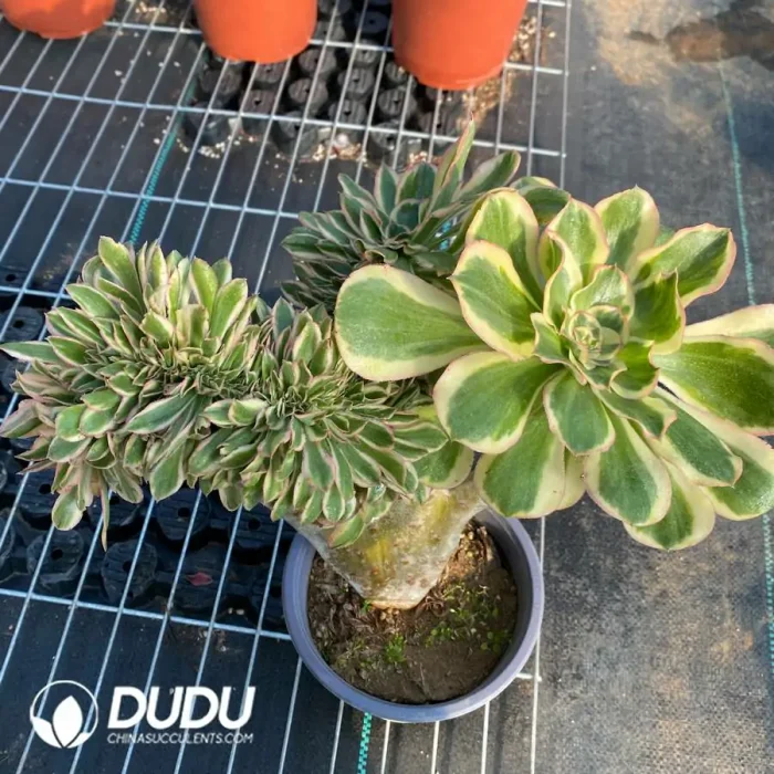 Aeonium Undulatum var. Cristata-7 - Image 4