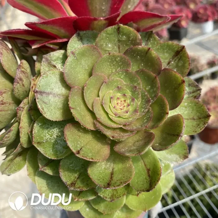 Aeonium Halloween Silky Grafted Pink Witch No.2 - Image 4