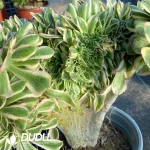 Aeonium Undulatum var. Cristata-11 - Image 4