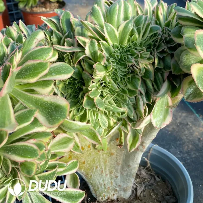 Aeonium Undulatum var. Cristata-11 - Image 4