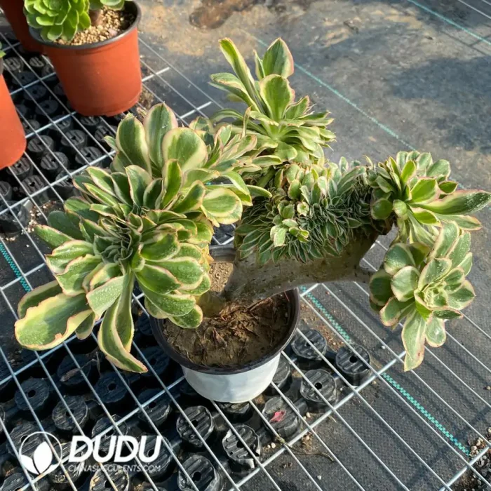 Aeonium Undulatum Cristata NO.1 - Image 4