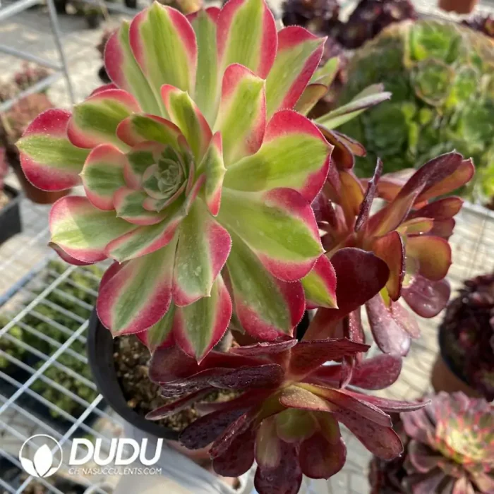 Aeonium European Purple Grafted Pink Witch No.1 - Image 4